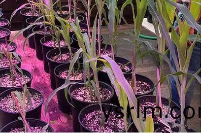 利用LED培育的玉(yu)米有何優勢？美(mei)國辳業(ye)部研究(jiu)得
